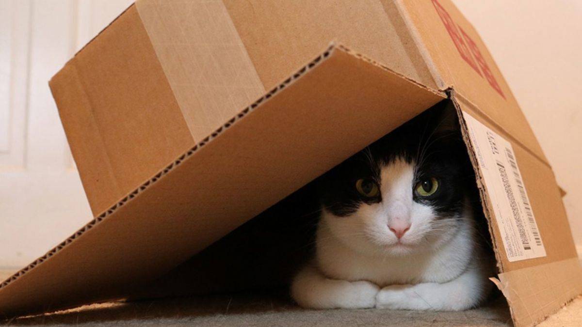 Kediler kutuları neden çok seviyor?