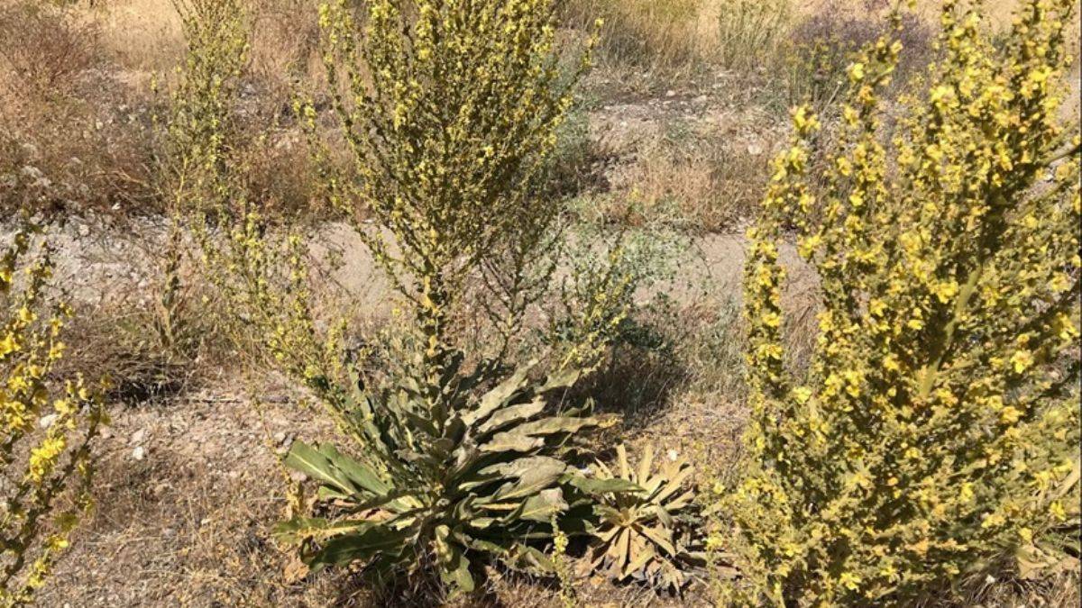 Sığırkuyruğu öksürüğü kesiyor