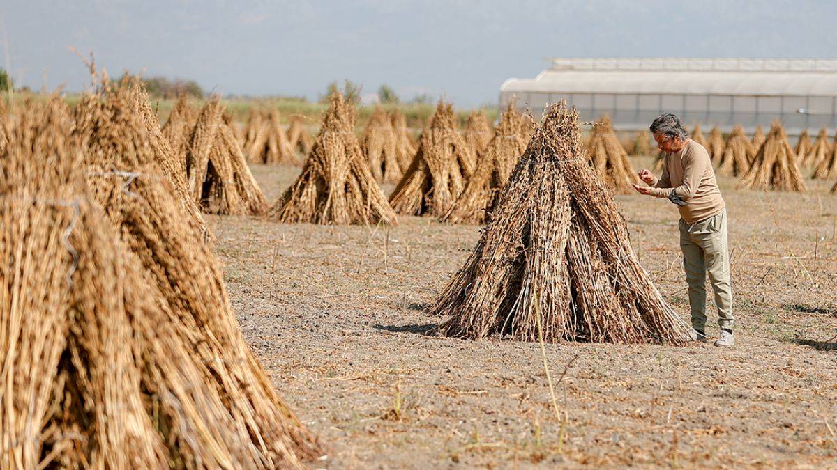 Manavgat 'Altın Susamı'na Japonya'dan yoğun ilgi