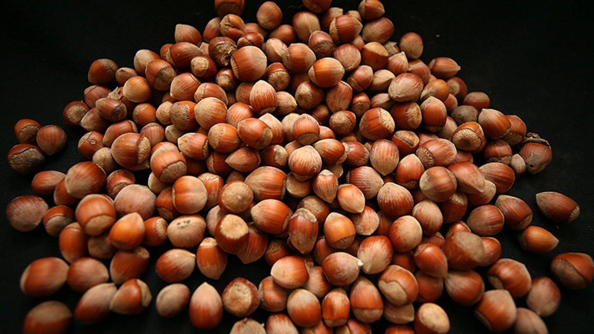 Fındık ve mamullerine en fazla talep Almanya'dan geldi