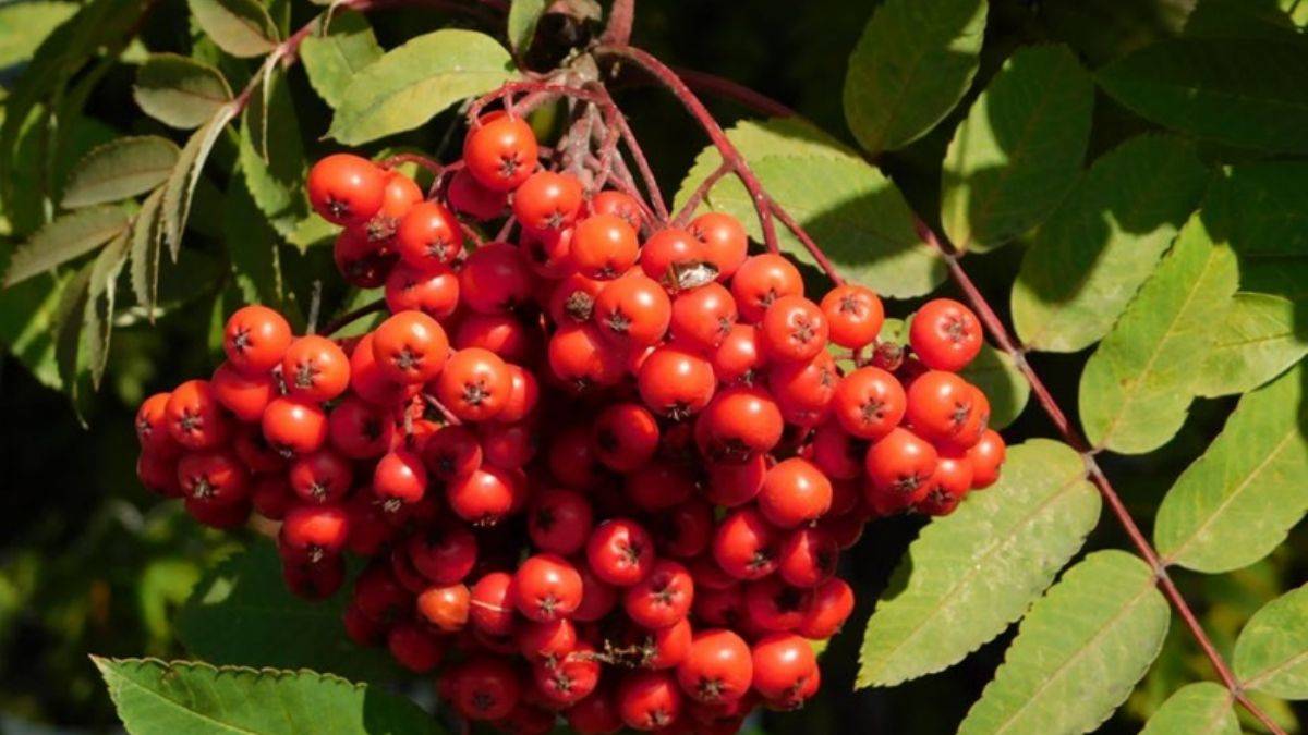 Üvez gerçekten zararlı mı?