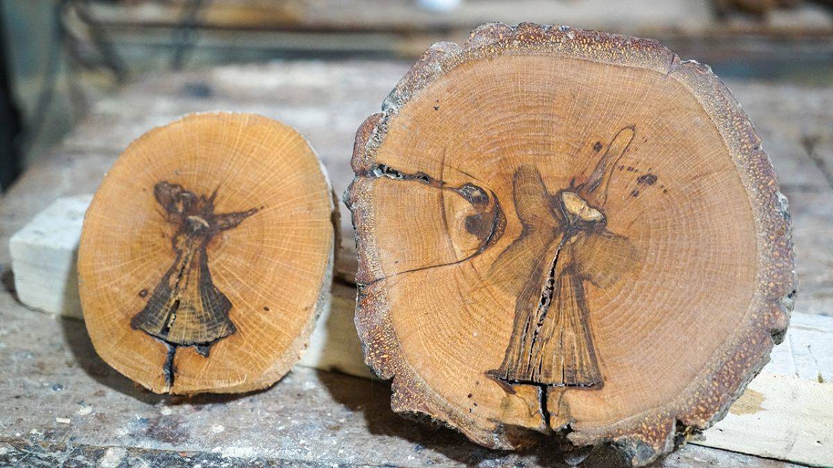 Bin çeşit şekilli ağaç koleksiyonu