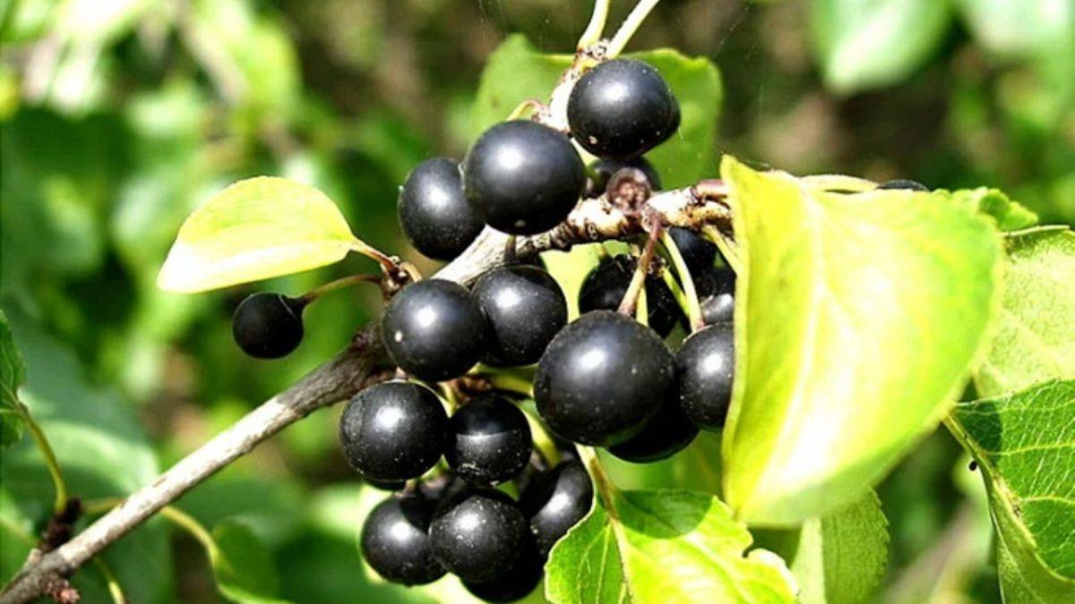 Acı çehre tohumu zayıflatıyor