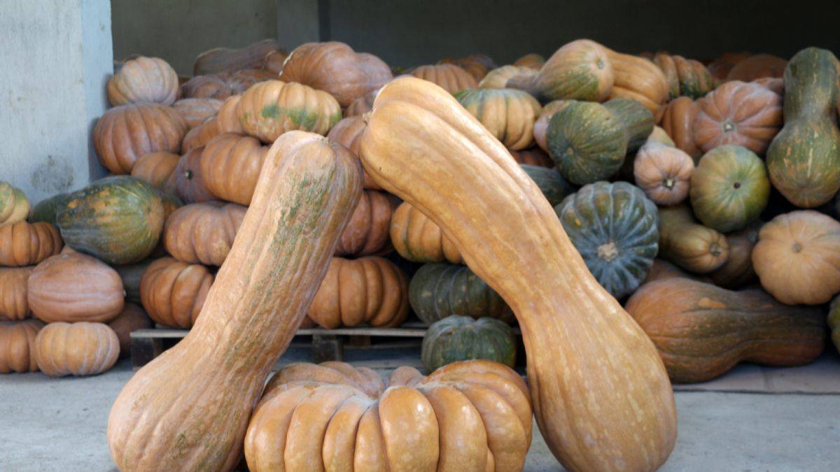 Ata tohumuyla yetişen bal kabağından 5 milyon TL gelir