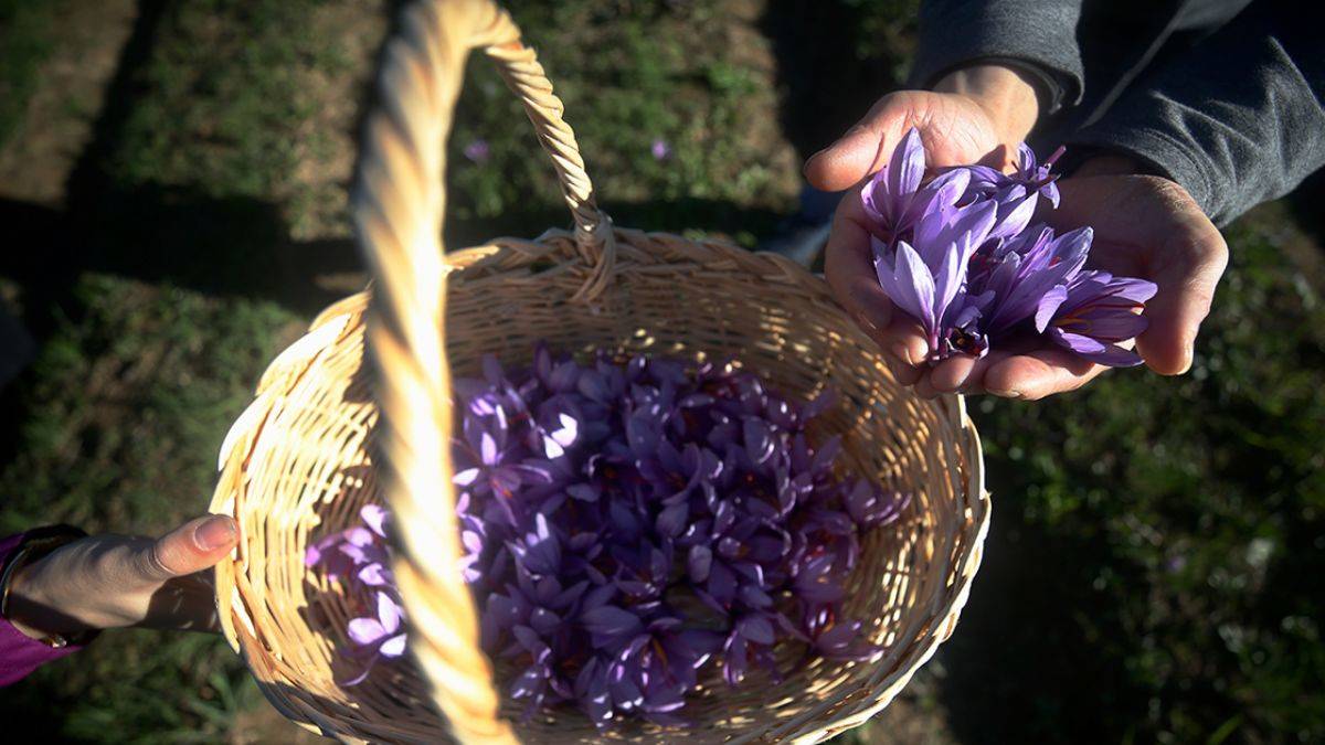 Fındık yerine safran eken çiftçiler kazandı