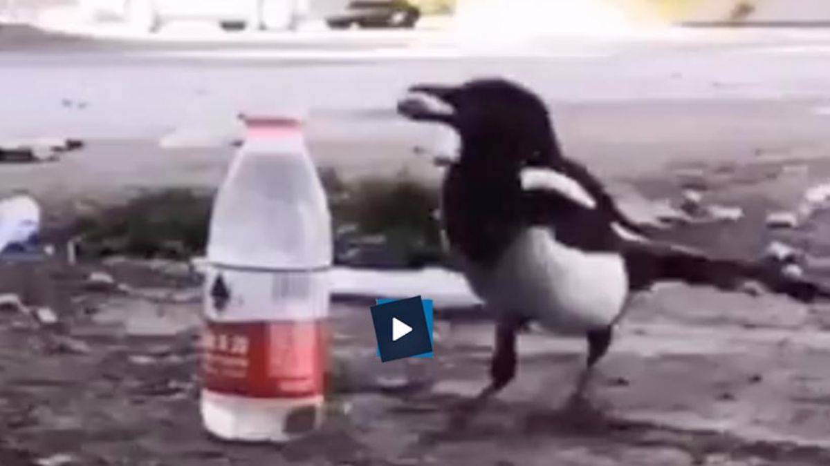 Kargalar sandığınızdan çok daha zeki! İşte kanıtı