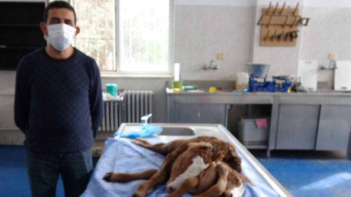 Çift başlı, 6 ayaklı ve 2 kuyruklu buzağıya inceleme