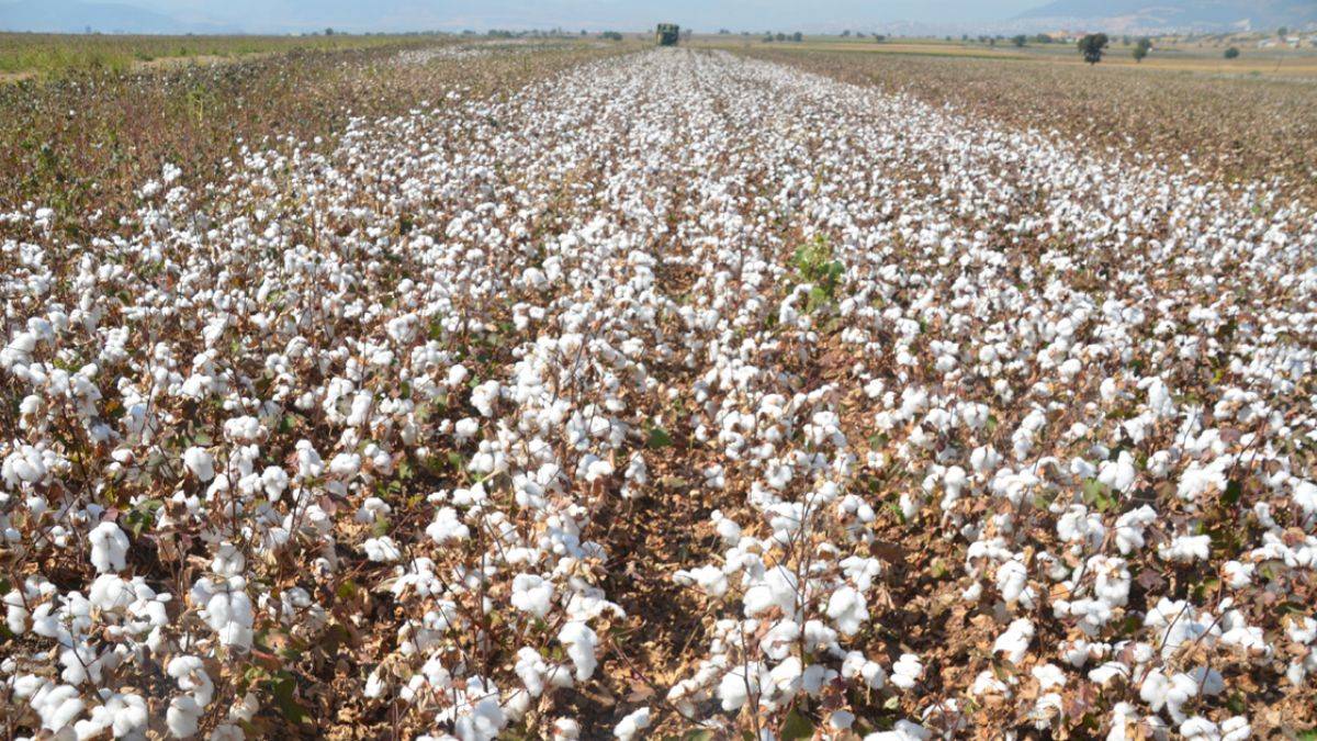 Pamuk krizi kapıda; TİM Başkanı Gülle’den açıklama
