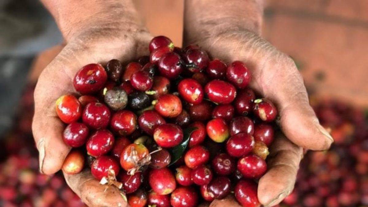 Kahve fiyatları 7 yılın zirvesinde