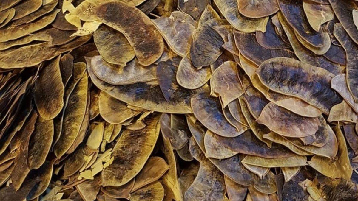 Açlık otu yağ yakmayı sağlıyor