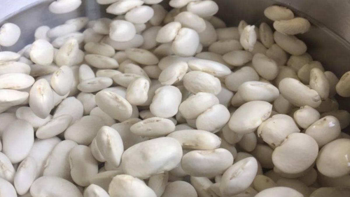 Kuru fasulye ıslatılmadan pişirilebilir mi?