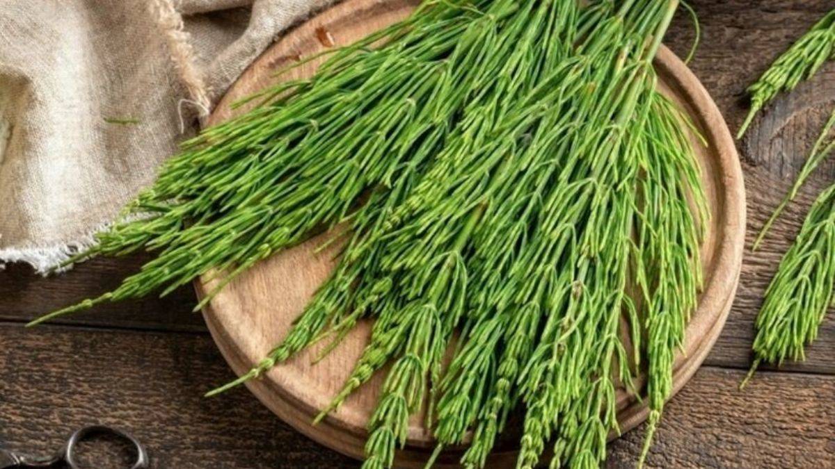 Romatizma ağrılarını kırkkilit otuyla durdurun