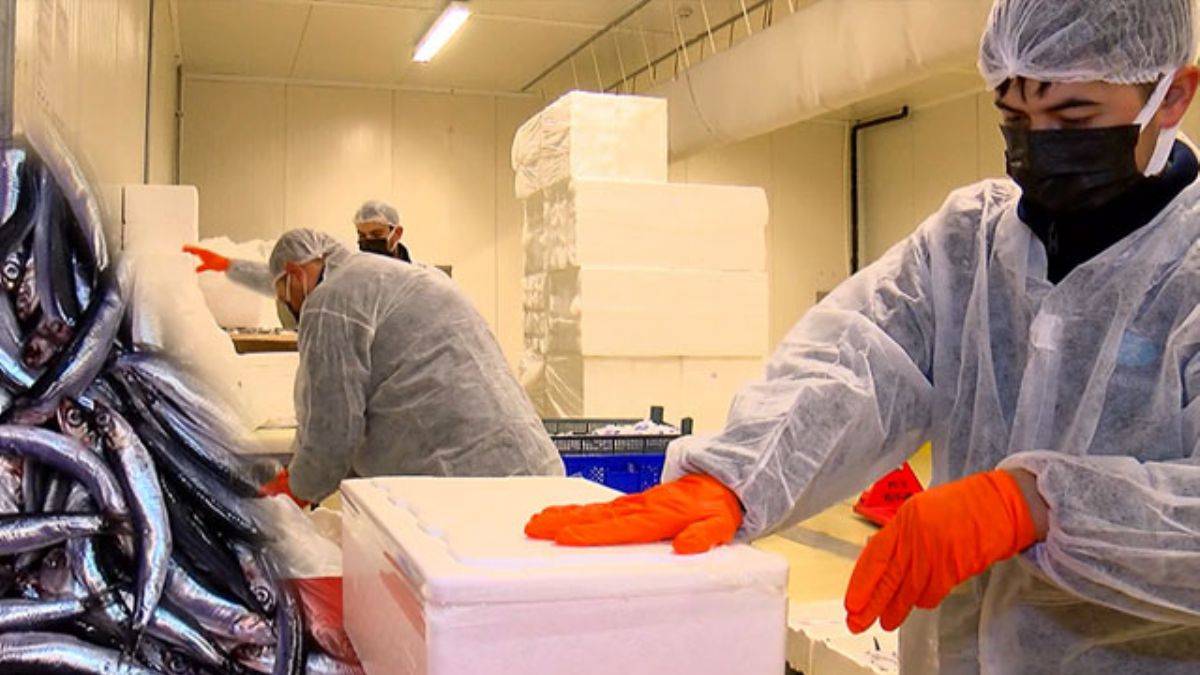 Hamsinin ABD'ye 10 bin kilometrelik yolculuğu