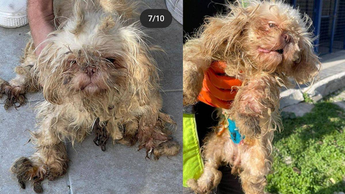 İzmir’de yürek burkan köpek görüntüleri!