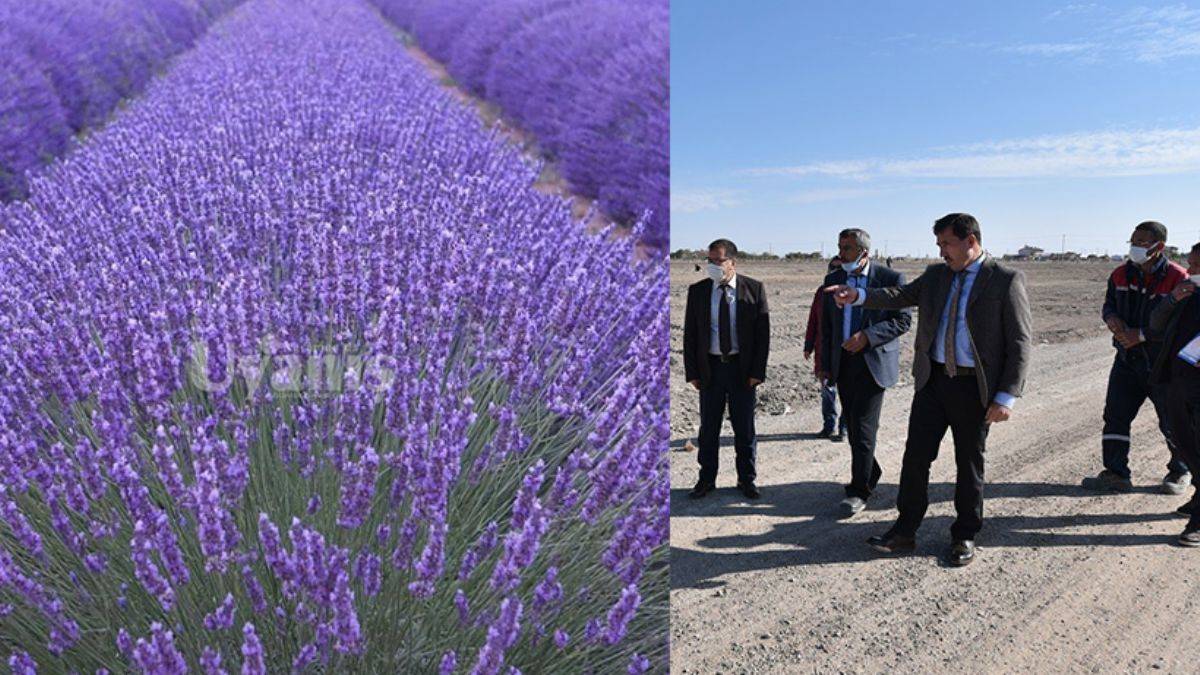 Karatay Belediyesi, ilçeye yeni bir lavanta bahçesi daha kazandırıyor