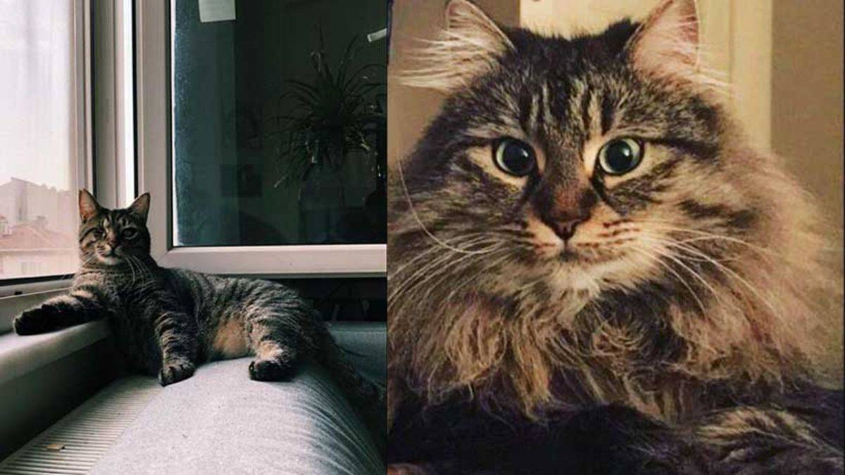 Kediler sizi görmeseler bile, nerede olduğunuzu nasıl bilebiliyor?