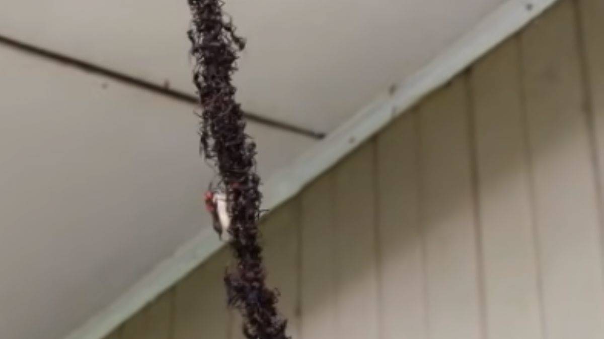 Karıncalar köprü yapıp arı kovanını bastı