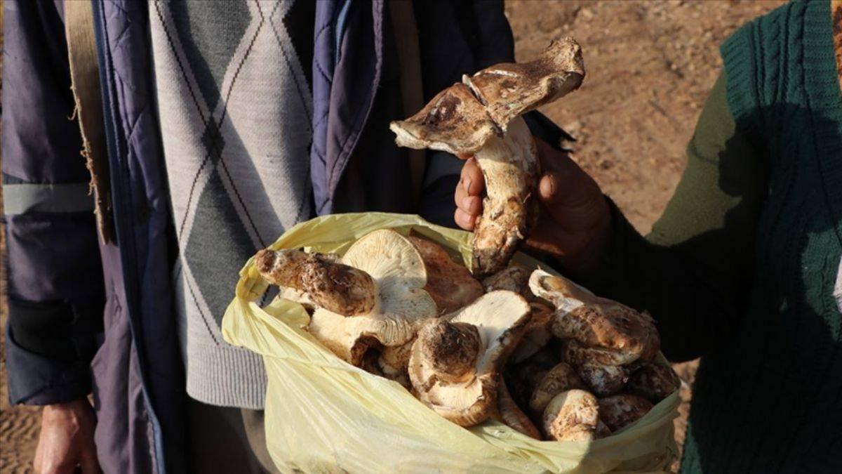 Adı ‘Japon mantarı’ oldu; Toros mantarlarına Japonlardan büyük ilgi