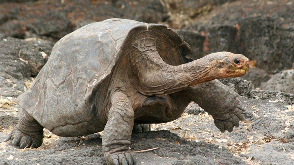 Kaplumbağaların uzun yaşamlarının sırrı ortaya çıktı