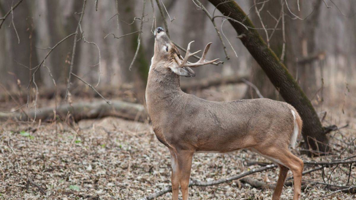 Yeni bir koronavirüs tehlikesi: Şimdi de 'Geyik Tehdidi'