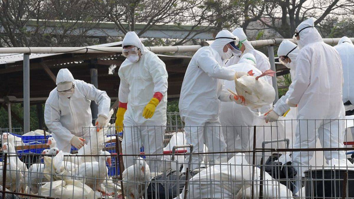 Kuş gribi 14 ülkeye yayıldı: Koronadan çok daha bulaşıcı ve ölümcül