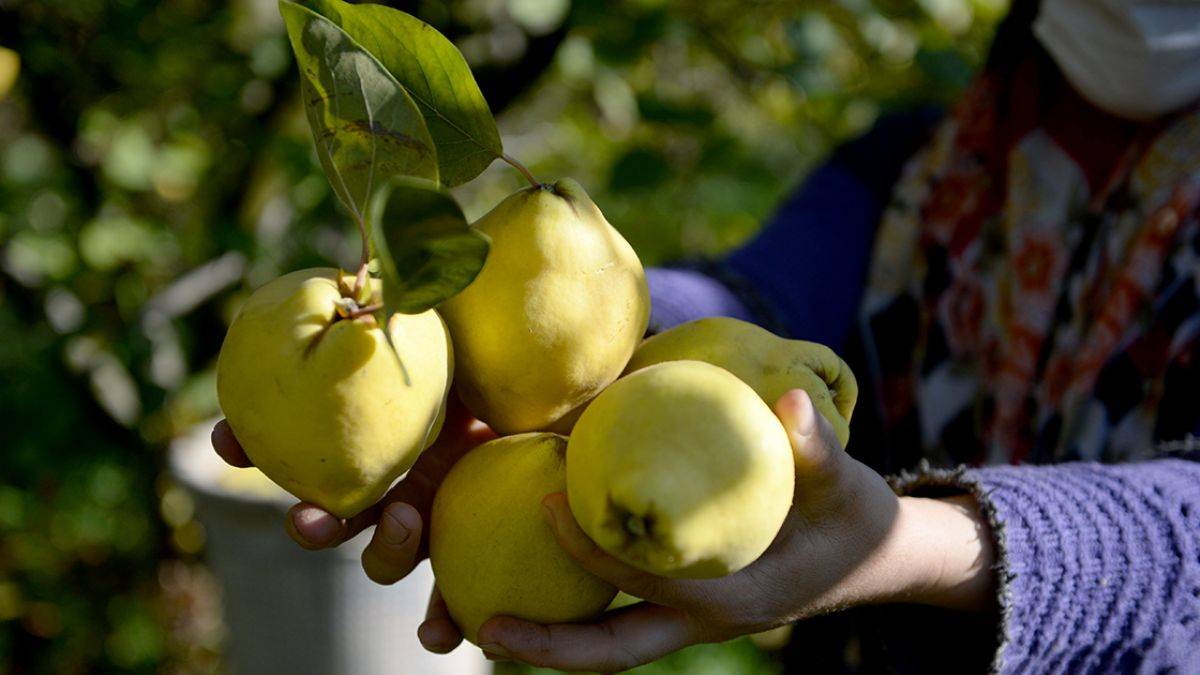 10 ülkeye ihraç edilen Şahinkaya ayvası
