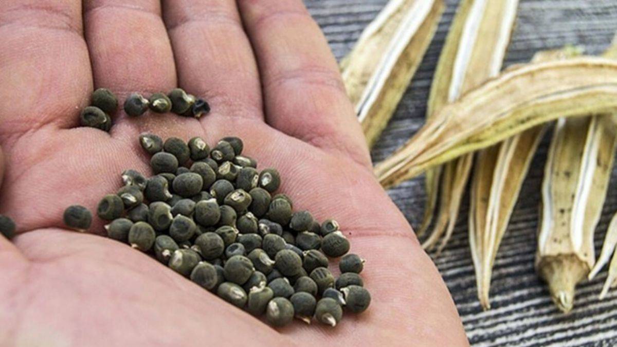 Bamya tohumu diz ağrısına iyi geliyor