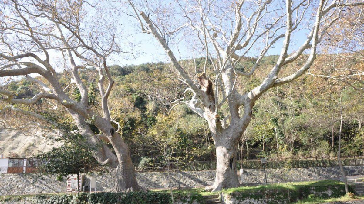 İstanbul'un en yaşlı ağacı: Doğu Çınarı