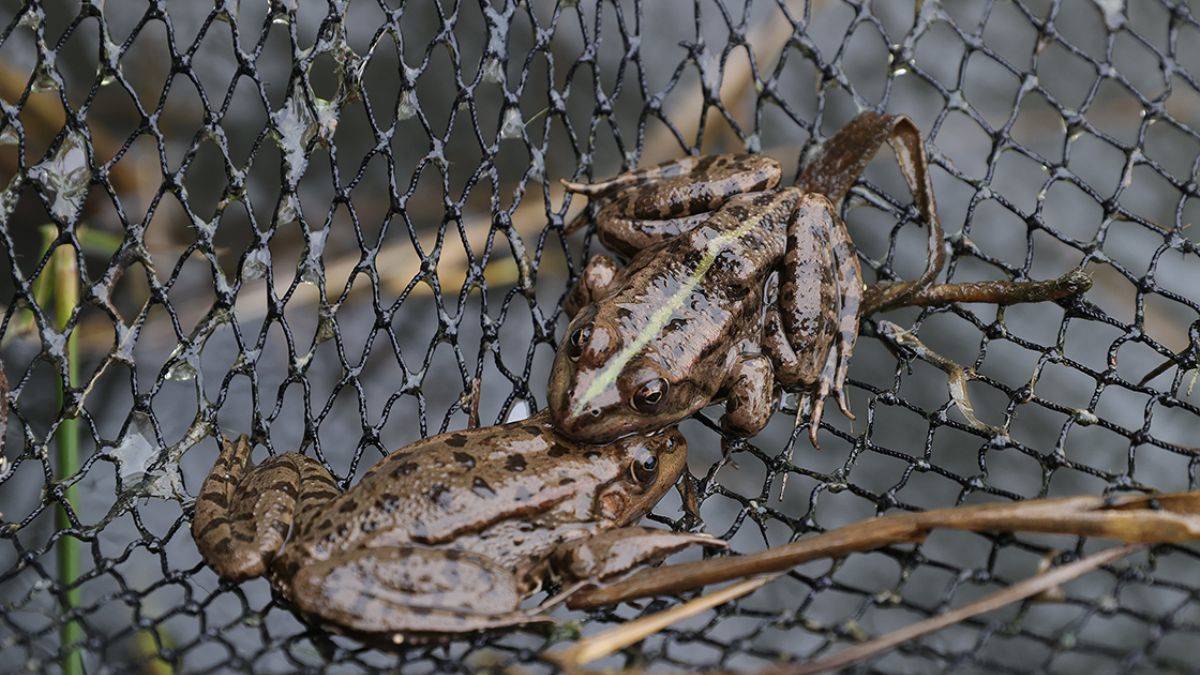 Türkiye'den Avrupa'ya kurbağa ihracatı; kilosu 30 TL