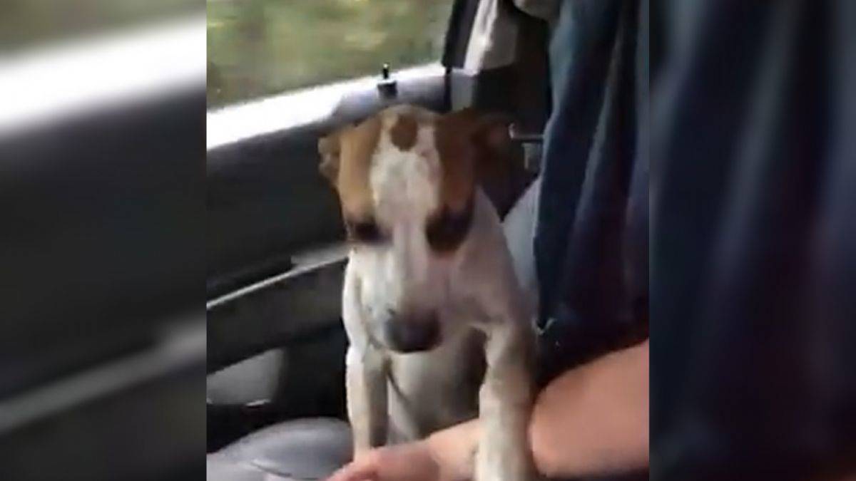 Aç ve susuz köpek ile onu sahiplenen kadın arasındaki görüntüler içinizi ısıtacak