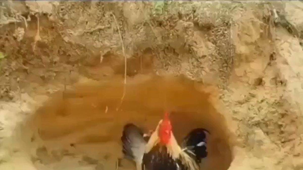 Horoz yılanı görünce arazi oluyor, cesur anne tavuk ise yavrularını yılana kaptırmıyor