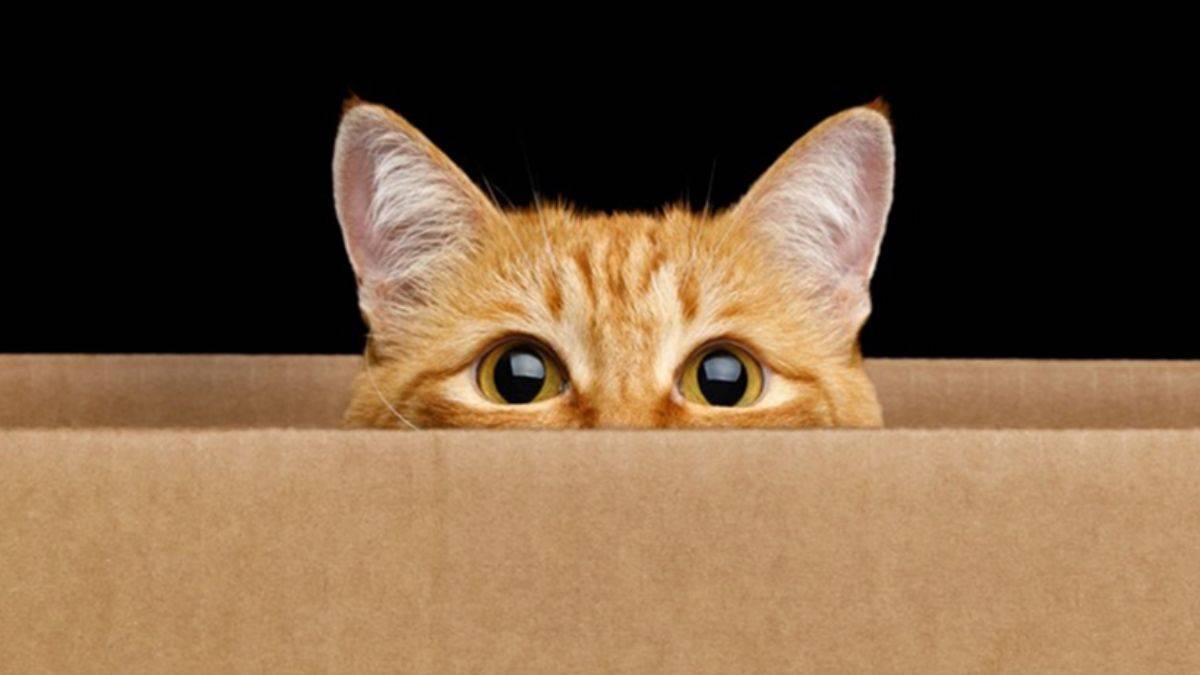 Kediler neden bir kutu gördüklerinde hemen içine girmek ister?