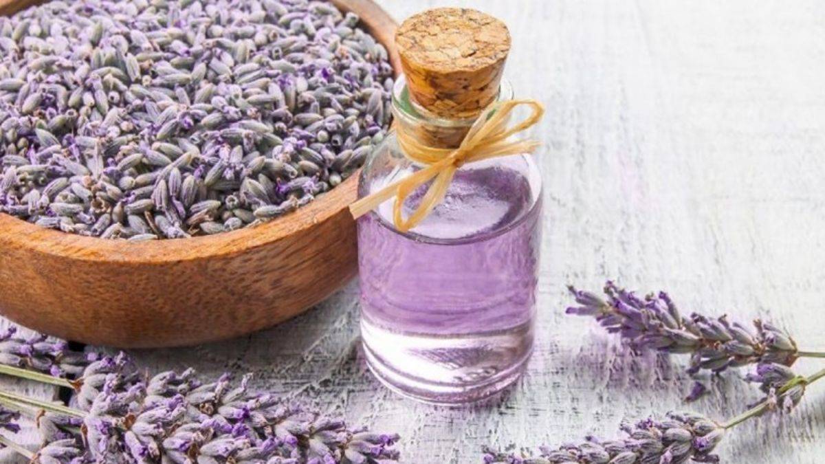 Lavanta baş ağrısını hafifletiyor