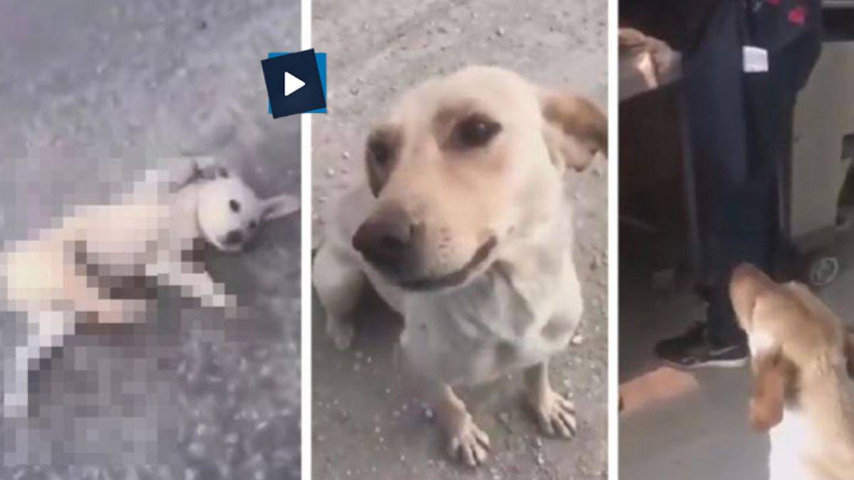 İyi insan nedir? sorusunun tüm cevapları bu videoda