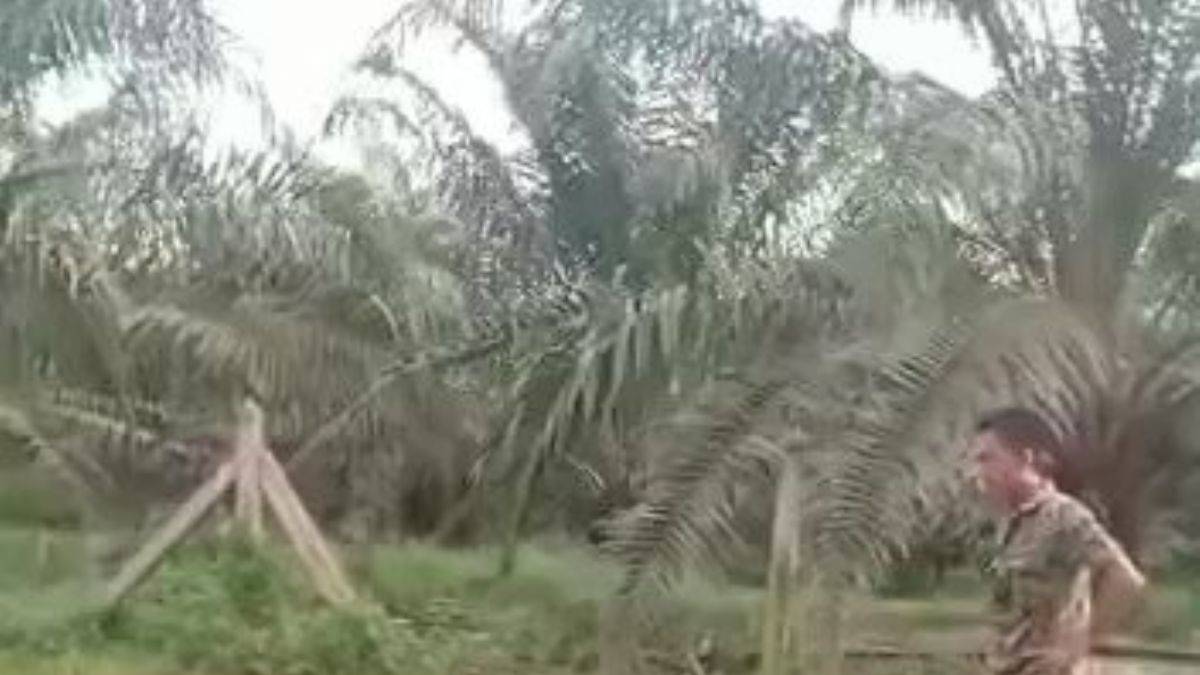 Malezya askeri kral kobrayı inanılmaz hamle ile yakalıyor