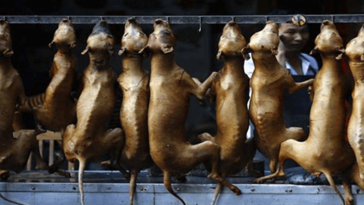 O ülke köpek eti tüketiminin yasaklanması için harekete geçti