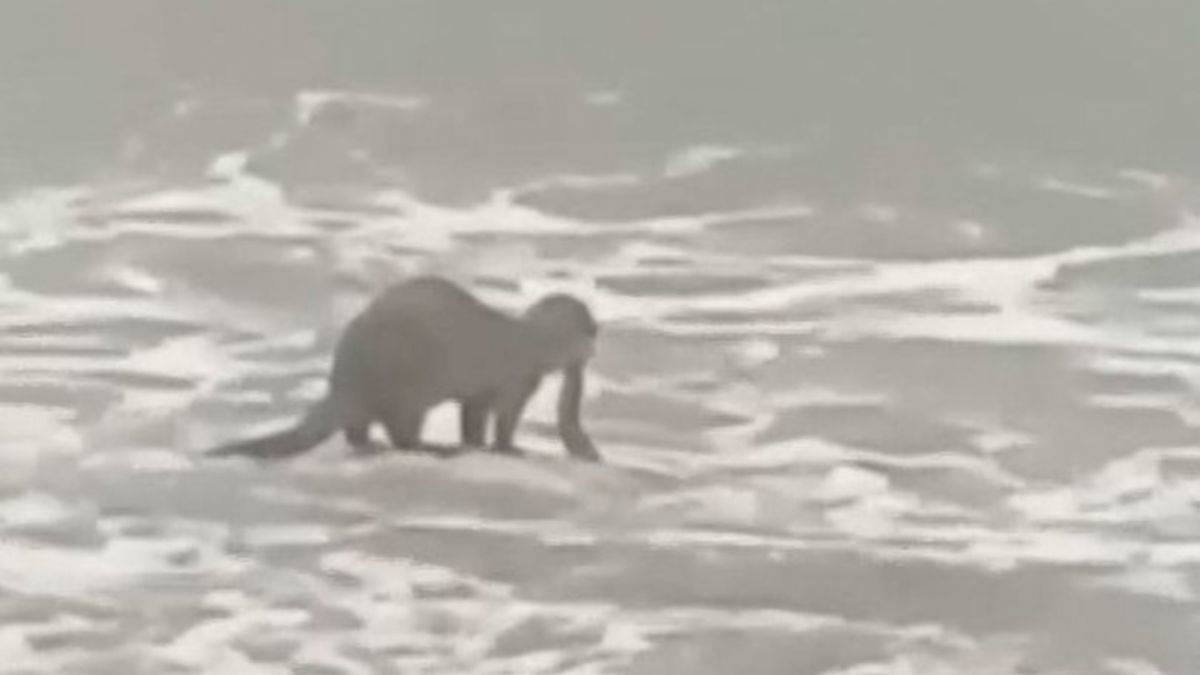 Yalova'da dev dalgalar sahile vururken su samuru avlandı