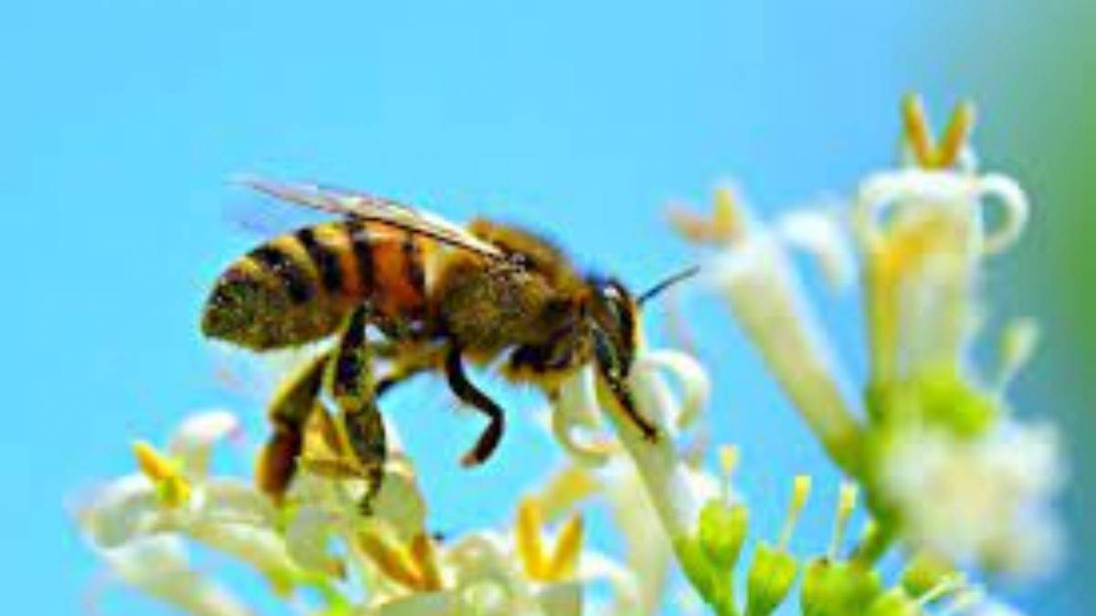 Rüyada arı görmenin yorumu nedir?
