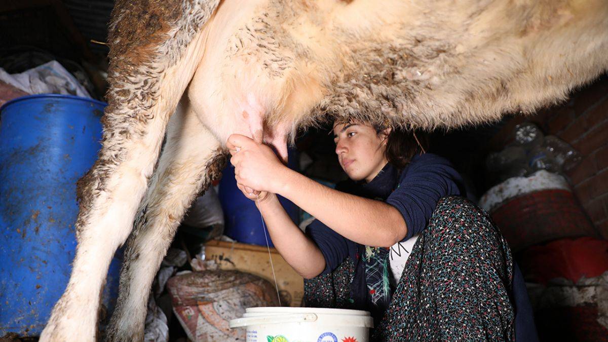 İnek sağarken bilek güçlendi; dünya 3.cüsü oldu