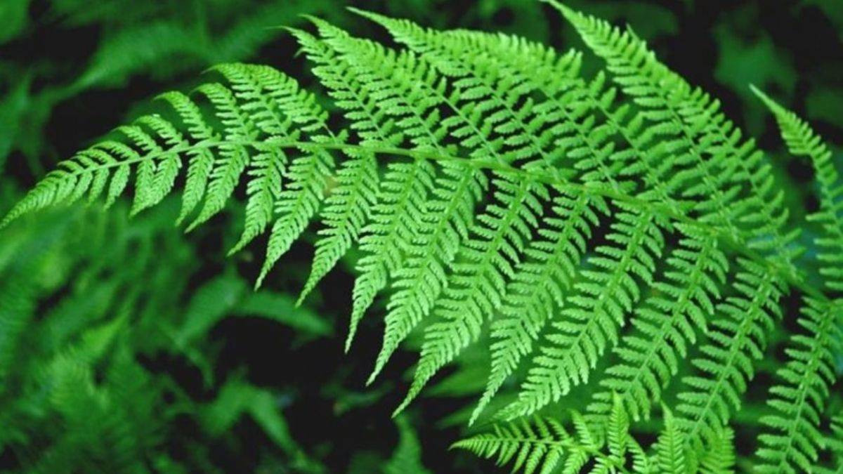 Eğrelti otu deyip geçmeyin, öyle faydaları var ki!