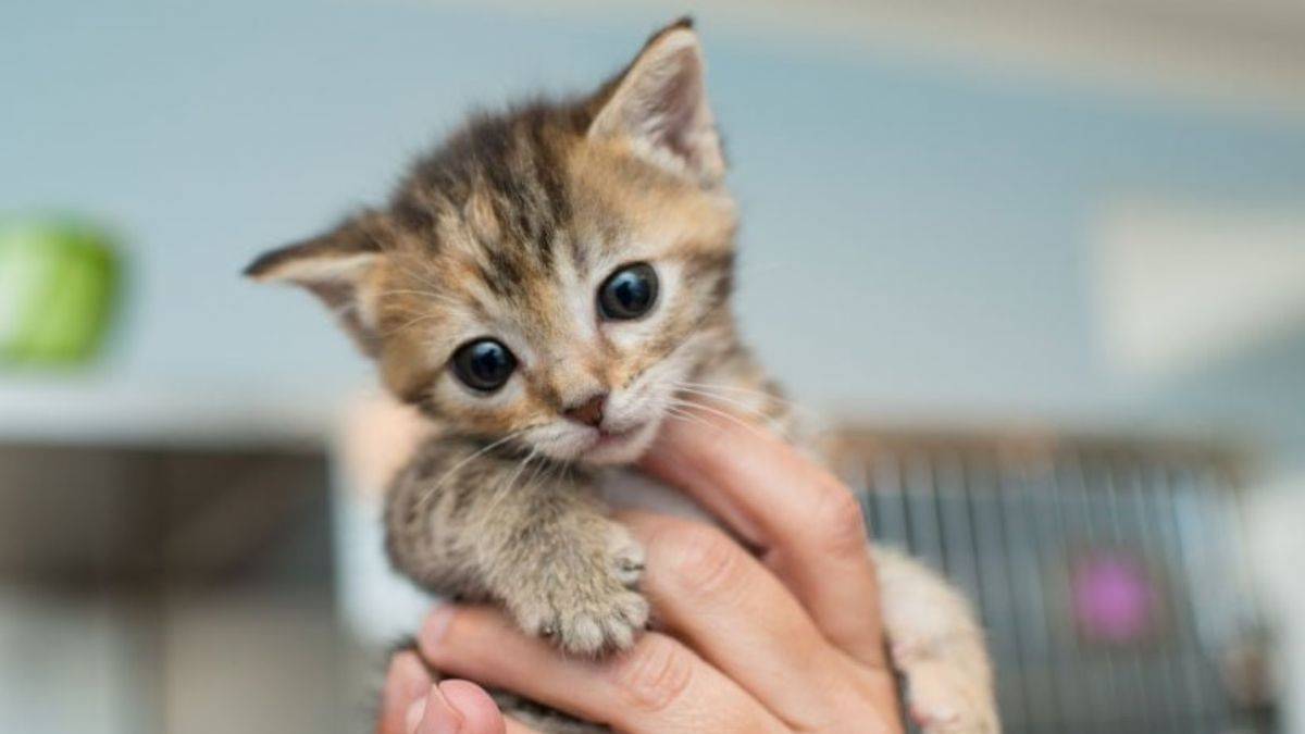 Kedilerinize asla bu yiyecekleri vermeyin!