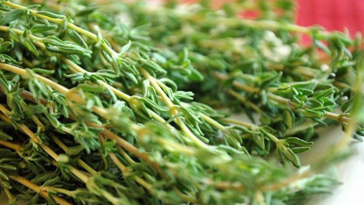 Zahter otu saç dökülmelerine iyi geliyor