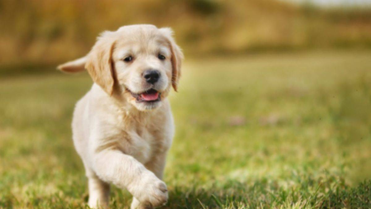 Köpeğinize asla bu besinleri vermeyin!