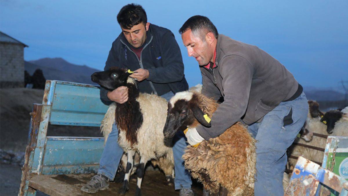 Van'da selde hayvanları ölen çiftçilere 1179 küçükbaş verildi