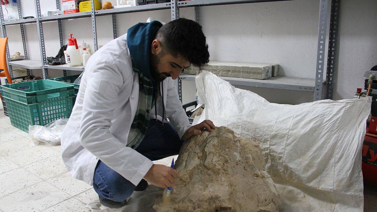 Anadolu'da ilk! Kayseri'de bütün gergedan kafatası bulundu