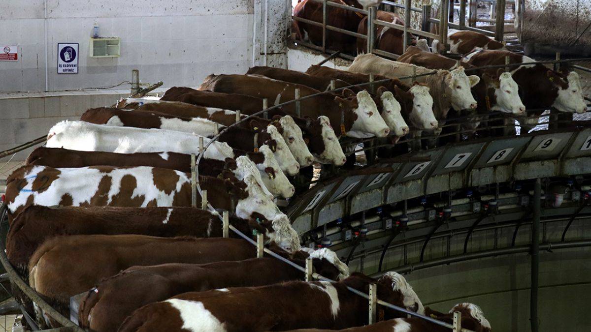 TİGEM: 12 dakikada 60 inek sağılıyor