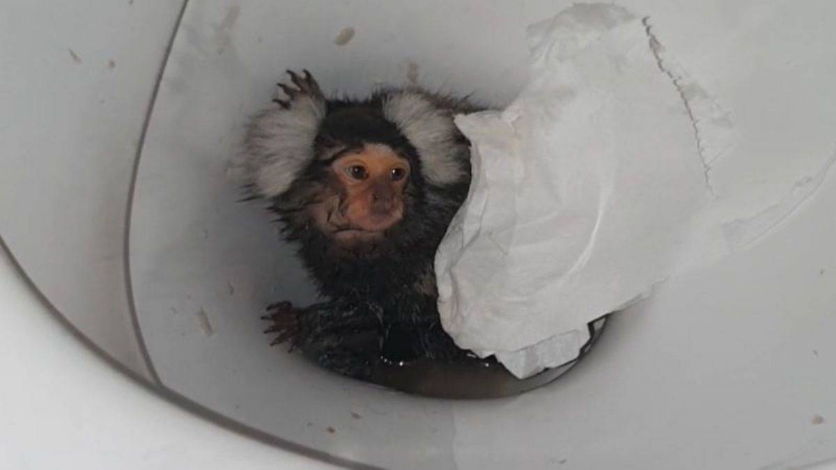 Maymununa kokain verip üstüne sifon çeken kadına ceza