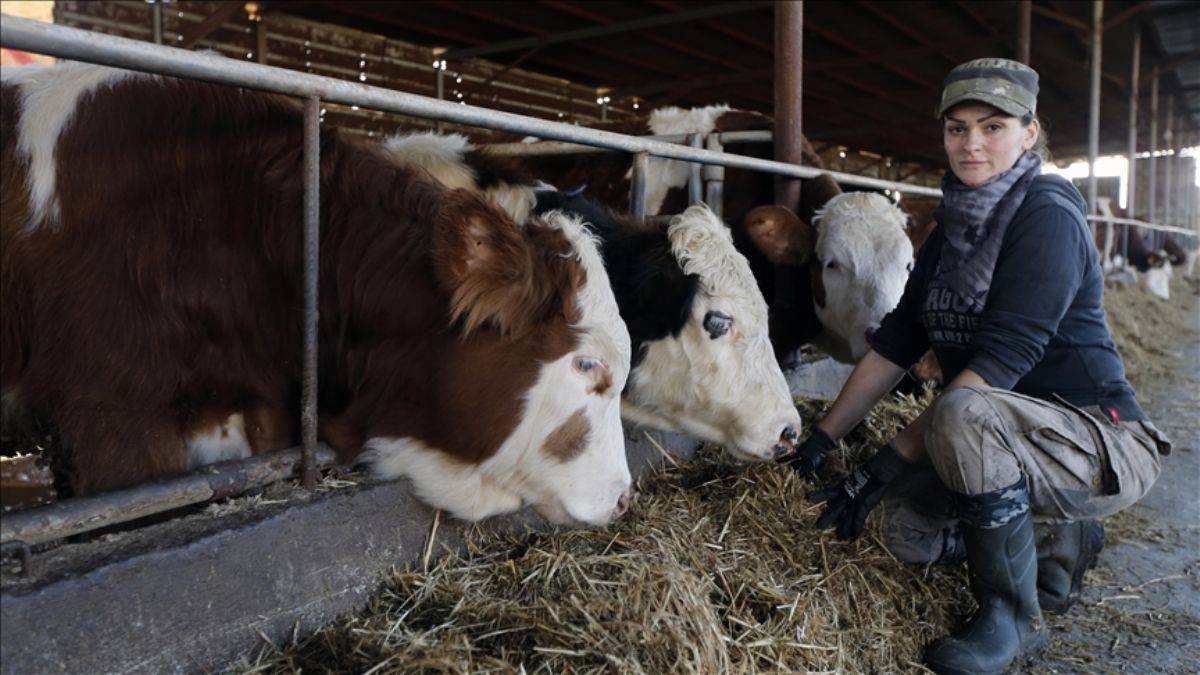 Manda sütü şifa dediler, şimdi 250 baş sürüsü oldu