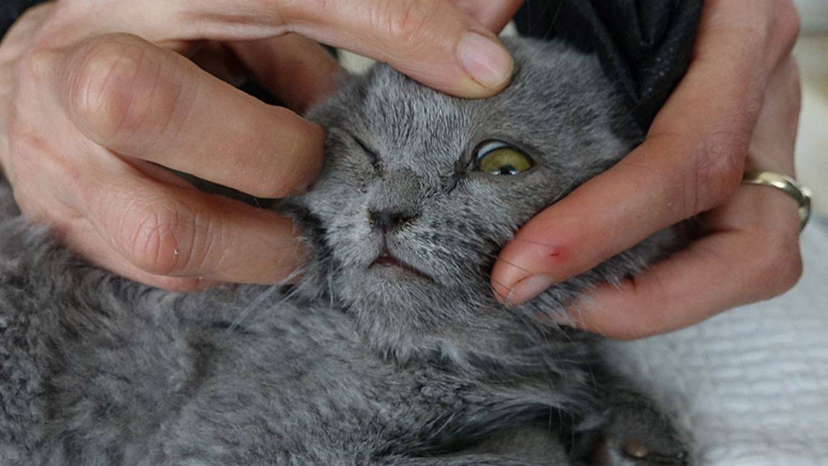 Eşine kızıp kediyi duvara fırlatan kocaya 1500 TL ceza