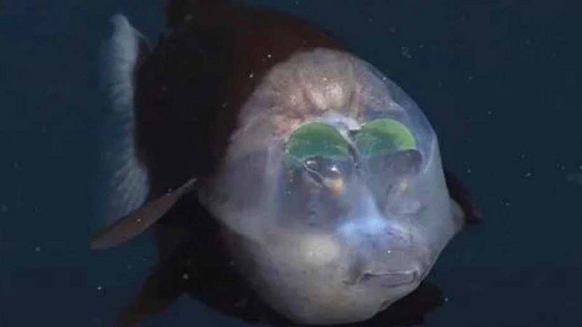 Dünyanın en ilginç deniz canlılarından şeffaf kafalı balık görüntülendi
